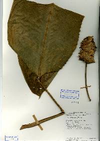 Image of Calathea lasiophylla