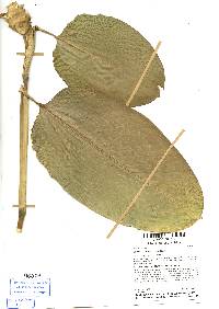 Image of Calathea marantifolia