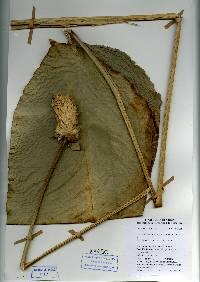 Calathea inocephala image